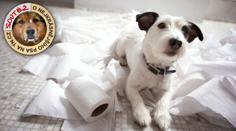 PSÍ POJIŠTĚNÍ: Vyplatí se vám pojistit si psa? Co pokrývá pojistka a co ne