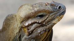 Vědci jsou krok od záchrany antibiotik, pomůže jim dračí krev