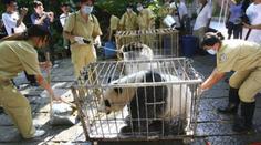 Panda v ohrožení