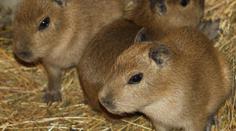 V jihlavské zoo se před Silvestrem narodila čtyřčata kapybar