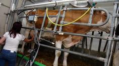 Výrobci mléka v krizi! Čeští farmáři prohrávají boj s konkurencí
