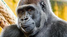 Moja bude babičkou! Gorila Duni je březí, prozradil ředitel pražské zoo