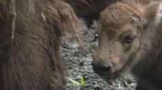 VIDEO: V maďarské zoo se narodila dvě mláďata bizona