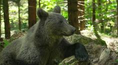 Rumunsko trápí medvědí turismus. Lidé chodí přímo k šelmám, končí to útoky