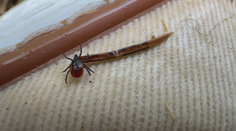 Klíšťata útočí. Za týden přibylo nejvíc případů boreliózy za poslední roky