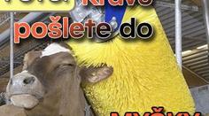FOTO: Krávu pošlete do MYČKY