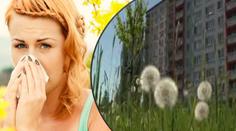 Lidé v Praze se dusí! Alergici mají velký problém kvůli sekání