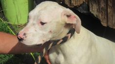 Chovatelce z jižních Čech veterináři vzali 21 dog. Byly v hrozném stavu