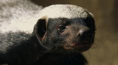 Dvě mláďata vzácného medojeda můžete vidět v olomoucké zoo, matka výjimečně odchovala obě