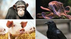 Tahle zvířata jsou nejchytřejší na světě! Často překonají i člověka