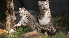 Leopard překonal elektrický plot, zabil dvouletého chlapce!
