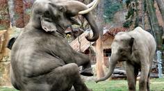 Slonům se v novém výběhu pražské ZOO moc líbí. PODÍVEJTE SE ON-LINE