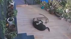 VIDEO: Noční můra pro páníčky. Ženě se pokusila divoká šelma zabít psa