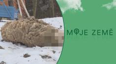 Vlci útočí? Český chovatel našel zardoušené a roztrhané ovce