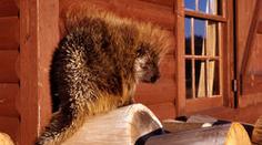 V plzeňské zoo mají atrakci: kanadské urzony