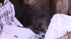 Veterináři chtěli zkontrolovat týraného psa. Majitelka je vyhodila