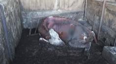VIDEO: Veterináři řeší další případ týrání zvířat
