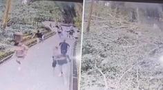 VIDEO: Tragédie v ráji. V oblíbené přírodní rezervaci spadl na lidi obří strom