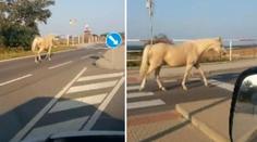 VIDEO: Na silnici vběhl kůň! V ranní špičce způsobil kolonu