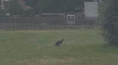 Na Chomutovsku se potuluje klokan. Lidé je tam už ale potkávají běžně