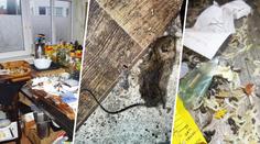 Mrtvé krysy, trus, hnijící maso. Každá čtvrtá restaurace v Česku má problémy