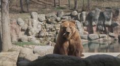 V brněnské zoo zahájili jarní sezónu. K vidění byla nová mláďata