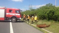 Dva býci zastavili dopravu na dálnici D8, policisté je zastřelili
