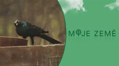 Česká zoo slaví světový úspěch. Narodilo se tam první mládě leskoptve v zajetí