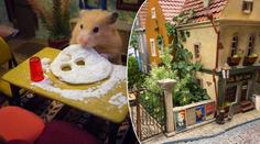 Světový unikát: Křečci dostali své vlastní město, mají domy i vězení!