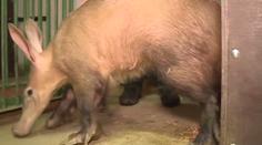 Olomoucká zoo otevře nový pavilon, hrabáče čeká stěhování