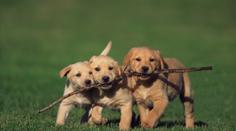 VIDEONÁVOD: Naučte psa aportovat, dokáže to každý