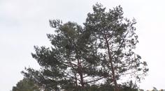 U dálnice D10 káceli stromy. Ohrožovaly řidiče