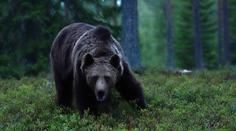 Žena o útoku medvěda na Slovensku: Manžela svalil na zem a kousal