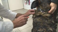 Novela veterinárního zákona přináší řadu změn. Platit začíná už v sobotu
