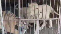 Tajná nahrávka z 'farmy' Berousek! Takhle se obchoduje s tygry