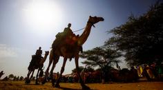 Libyjská válka ohrožuje nejen lidi. Unikátní evakuace tisíce velbloudů