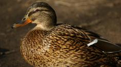 Ptačí chřipka se dál šíří. Veterináři musí utratit 40 tisíc kachen
