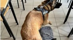 Policie vzala na besedu do školy služebního psa. Vyčuchal tam drogy
