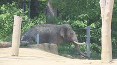 Chovatelku z pražské zoo zranila slonice. Záchranáři ženu převezli do nemocnice