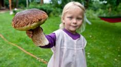 Houbařská sezona je tu! Co přinesete z lesa? A která jedule vás může i zabít?