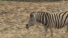 VIDEO: Samec zebry se proháněl po jihlavské zoo