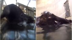 Světový unikát v pražské zoo! Slůně Rudi skáče šipku do bazénu