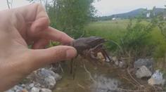 Záchranná akce vzácného raka: Vymírá kvůli račímu moru