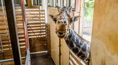 Smutná zpráva z pražské zoo. Zemřel žirafí samec Johan