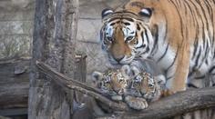 To je roztomilost! Zoologická zahrada Hluboká se pyšní novým přírůstkem