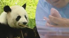 V berlínské zoo se narodila pandí mláďata! Lidé je ale zatím neuvidí