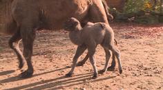 Překvapení v olomoucké zoo: Narodilo se tam mládě velblouda