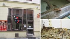 Švábi, omítka a mastnota. Bistro v Brně inspektoři hned uzavřeli