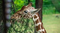 Velký smutek v brněnské zoo. Museli utratit nejstarší samici žirafy