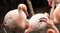 Brutální útok v jihlavské zoo! Malé děti ukamenovaly plameňáka